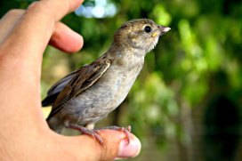 sparrow-in-hand